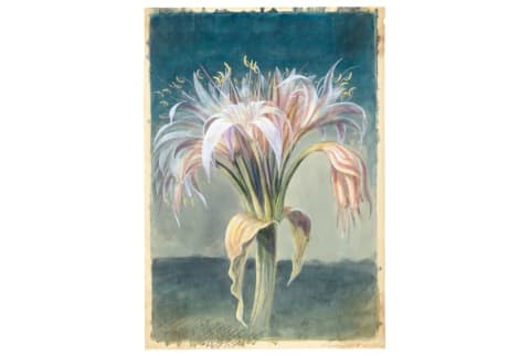 MAGNIFICENT CRINUM CRASSICAULE, THOMAS BAINES © THE BOARD OF TRUSTEES OF THE ROYAL BOTANIC GARDENS, KEW