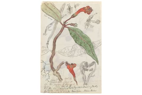 AESCHYNANTHUS CEYLANICUS, JOHN CHAMPION © THE BOARD OF TRUSTEES OF THE ROYAL BOTANIC GARDENS, KEW