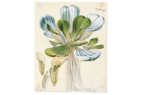 PISTIA STRATIOTES, WALTER FITCH HOOD © THE BOARD OF TRUSTEES OF THE ROYAL BOTANIC GARDENS, KEW