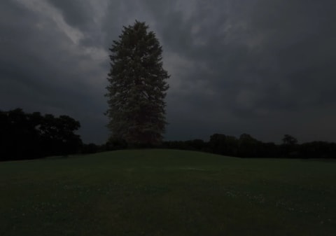 THE BEACON TREE. SPRING HILL FARM, MACOMB COUNTY, MICHIGAN, 2014