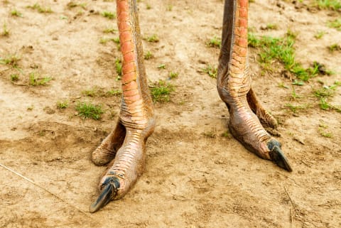 Ostriches have two toes on each foot.