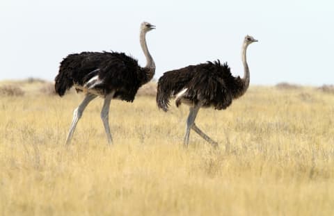 Two ostriches in Namibia.