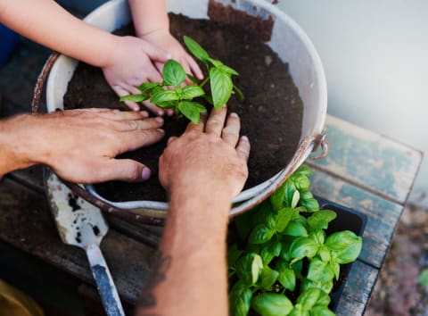 Fresh herbs, right at your fingertips.