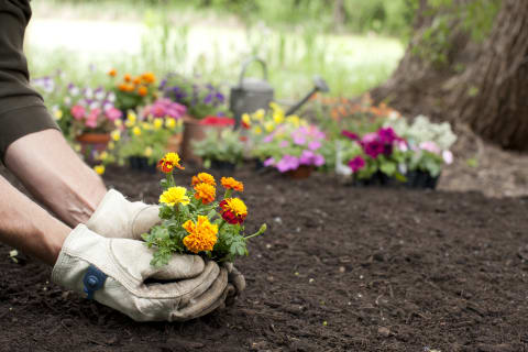 Marigolds are said to help repel insects.