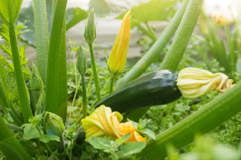 Don't forget to eat the flowers!