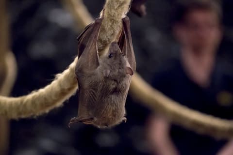 When it comes to libraries, bats can hang. 