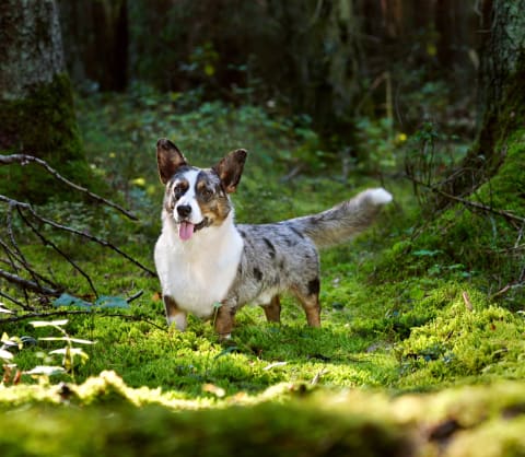 Behold the majestic Cardigan Welsh Corgi.