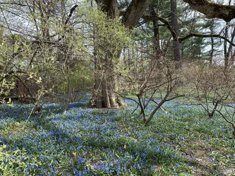 Spring at Frederick Law Olmsted National Historic Site