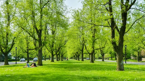 Chapin Parkway in Buffalo, New York