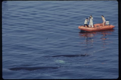 Tagging a whale.