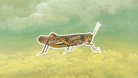 The Rocky Mountain Locust terrorized agriculture.