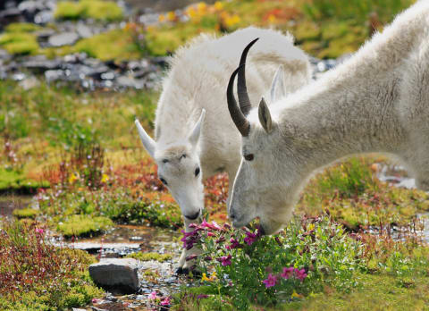 Mountain goats in Glacier National Park