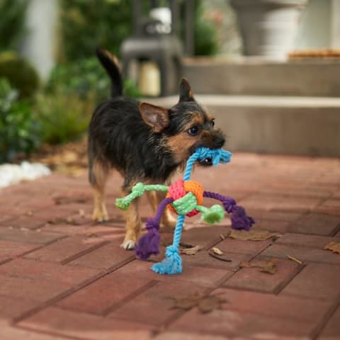 Frisco Colorful Ball Knot Rope Toy