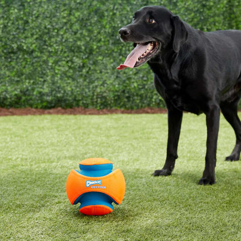 Chuckit! Kick Fetch Ball Toy