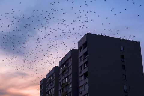 Turn your lights off at night to help the birds.