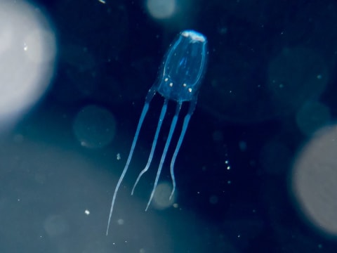 Box jellyfish