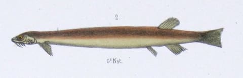 Candirú, a.k.a. Toothpick Fish