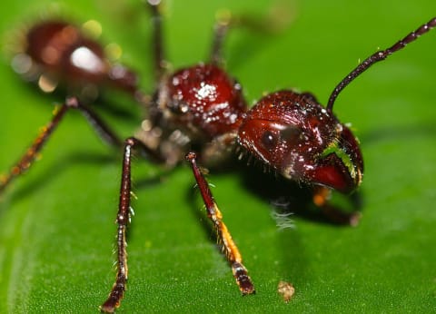 Bullet ant