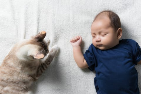 No, the cat isn't trying to steal the baby's breath. 