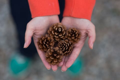 An evergreen example of the Fibonacci spiral.