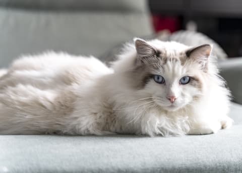 This Ragdoll cat is pretty and he knows it.