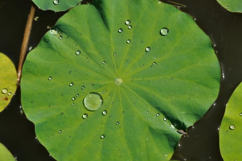 Lotus leaves repel water.