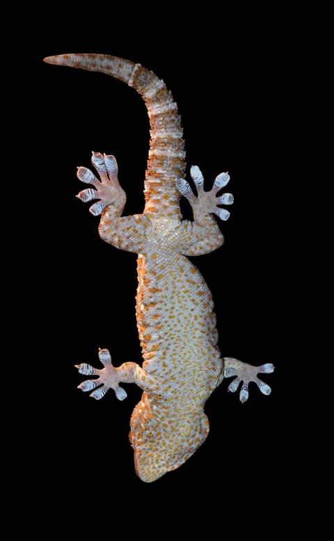 Tokay gecko viewed from below