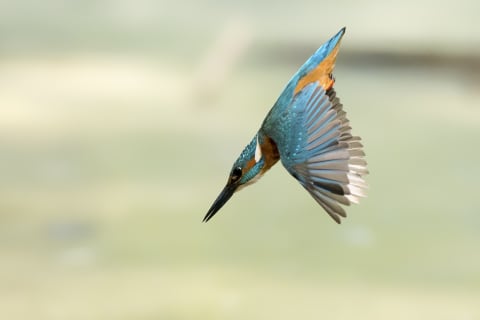 A diving kingfisher