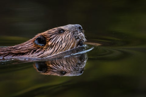 A beaver swimming in a still lake