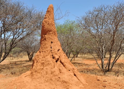 A termite mound in Namibia