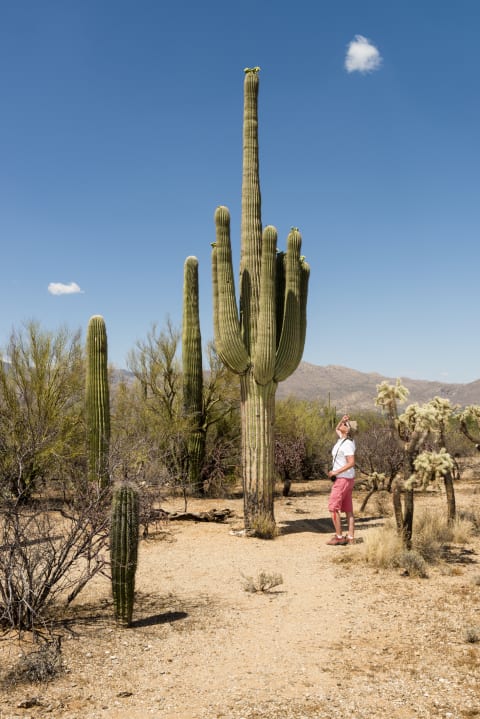 A woman looks up at a giant saguaro in Saguaro National Park.