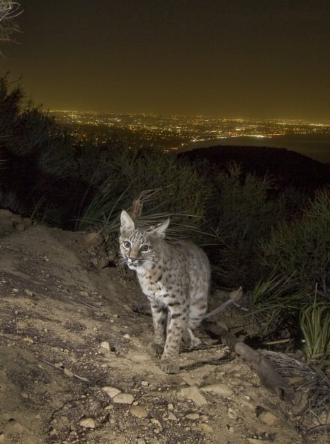 A bobcat captured on a trail cam in the Santa Monica Mountains overlooking Los Angeles