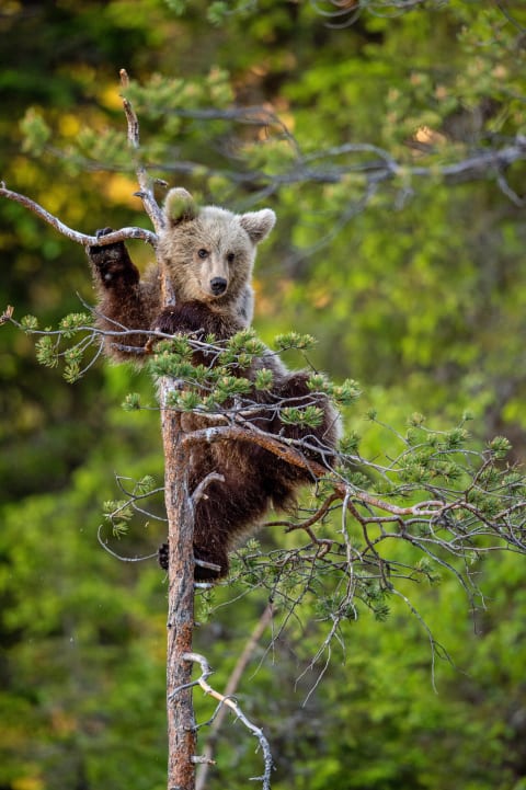 Up in a tree.