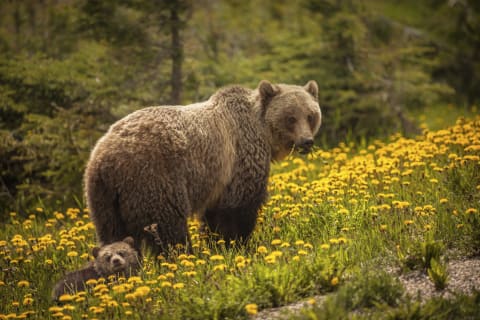 Grizzlies are pretty clever.