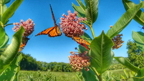 Monarch butterflies nibbling milkweed flowers.