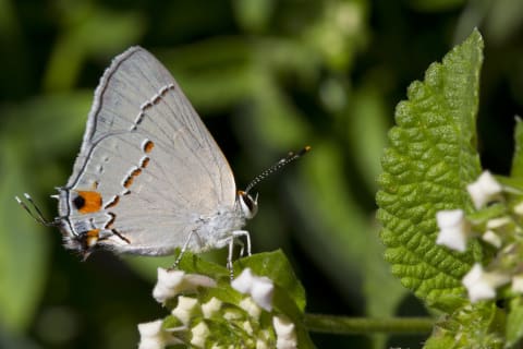 A gray hairstreak butterfly could be mistaken for a moth.