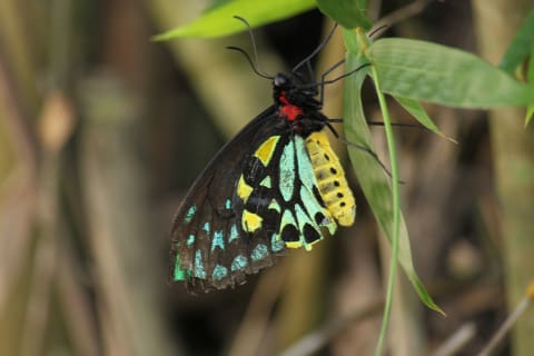 Queen Alexandra's birdwing butterfly on a tasty leaf.