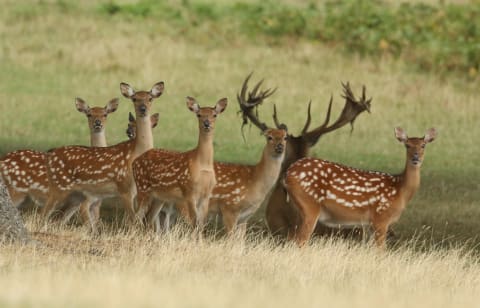 Adult sika deer showing off their spots.