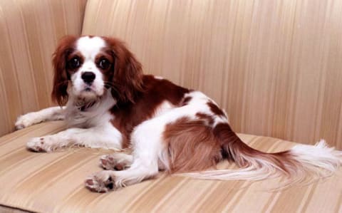 Rex, a Cavalier King Charles Spaniel owned by Ronald and Nancy Reagan.