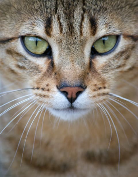 Egyptian Mau cats have gorgeous markings.