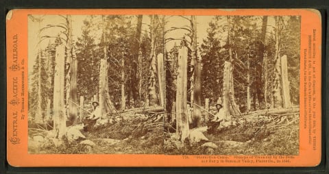 Stereogram card of the Donner Party's camp, where the survivors cut off trees at the snow's height for firewood.