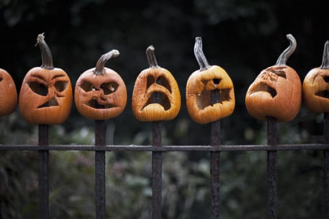 It ain't easy being a pumpkin: One day you're a glorious Jack-o'-Lantern; the next, you and your buds are just fruits rotting on a fence. 