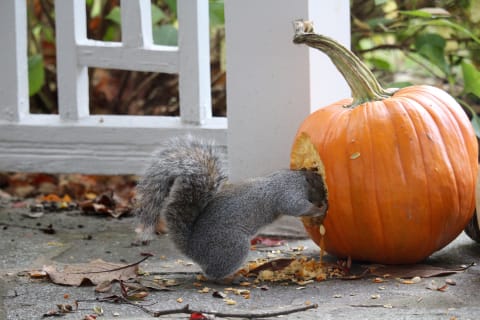 Provided you haven't treated your pumpkin with any chemicals, it might be best to just leave it out for animals when you're ready to toss it.