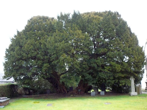 The Llangernyw yew.