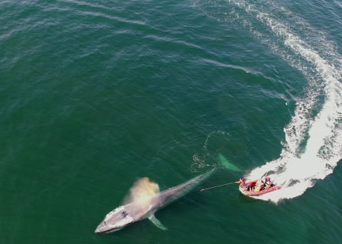 Approaching a blue whale to attach a suction-cup tag.