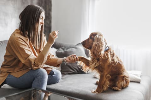 Treats can help to foster a greater bond between you and your pooch. 