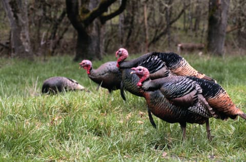 A flock of turkeys in grass.