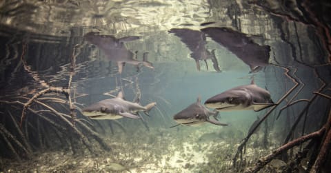 Young lemon sharks are safer from predators among mangrove roots.