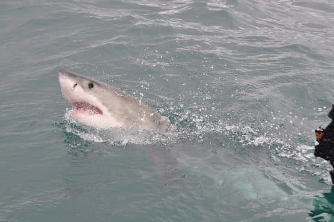 A great white shark spy hops.