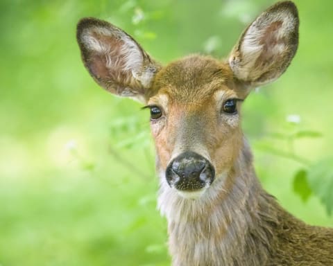 This deer is a doe, not a dough, my dear.